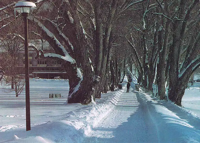 Willow Path