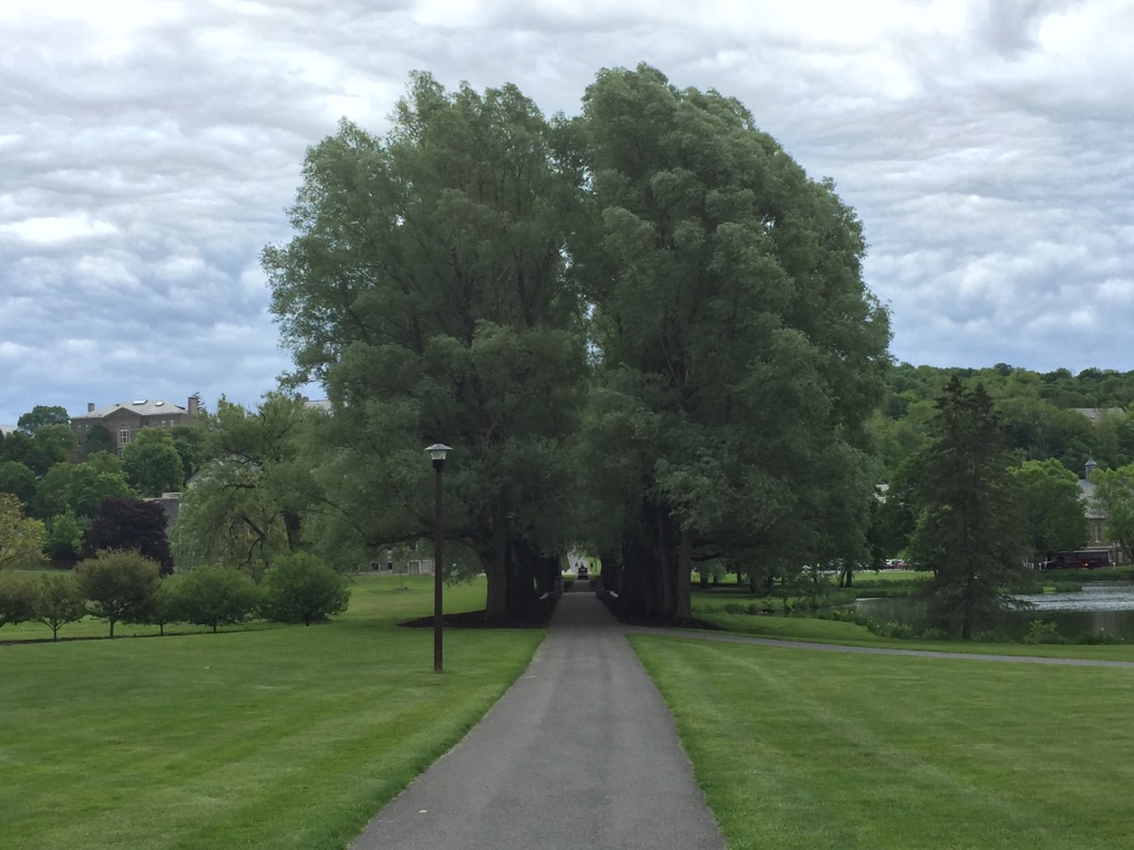 Willow Path